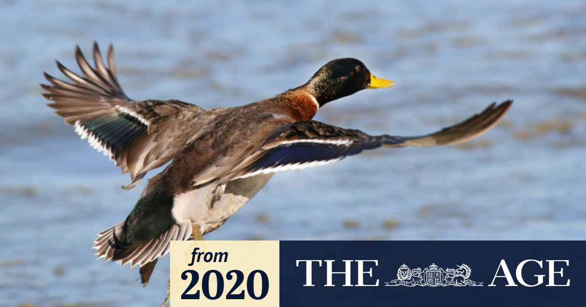 Duck hunting Season dates to be 'short,' bag numbers 'heavily restricted'